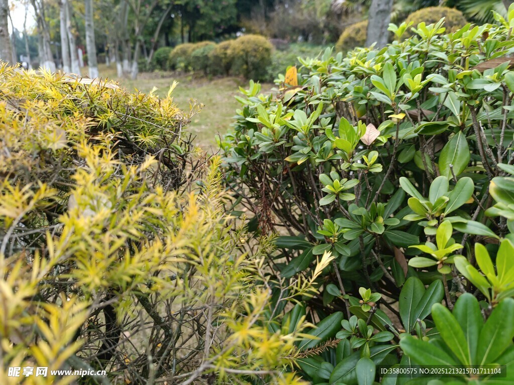 户外繁茂绿植景观