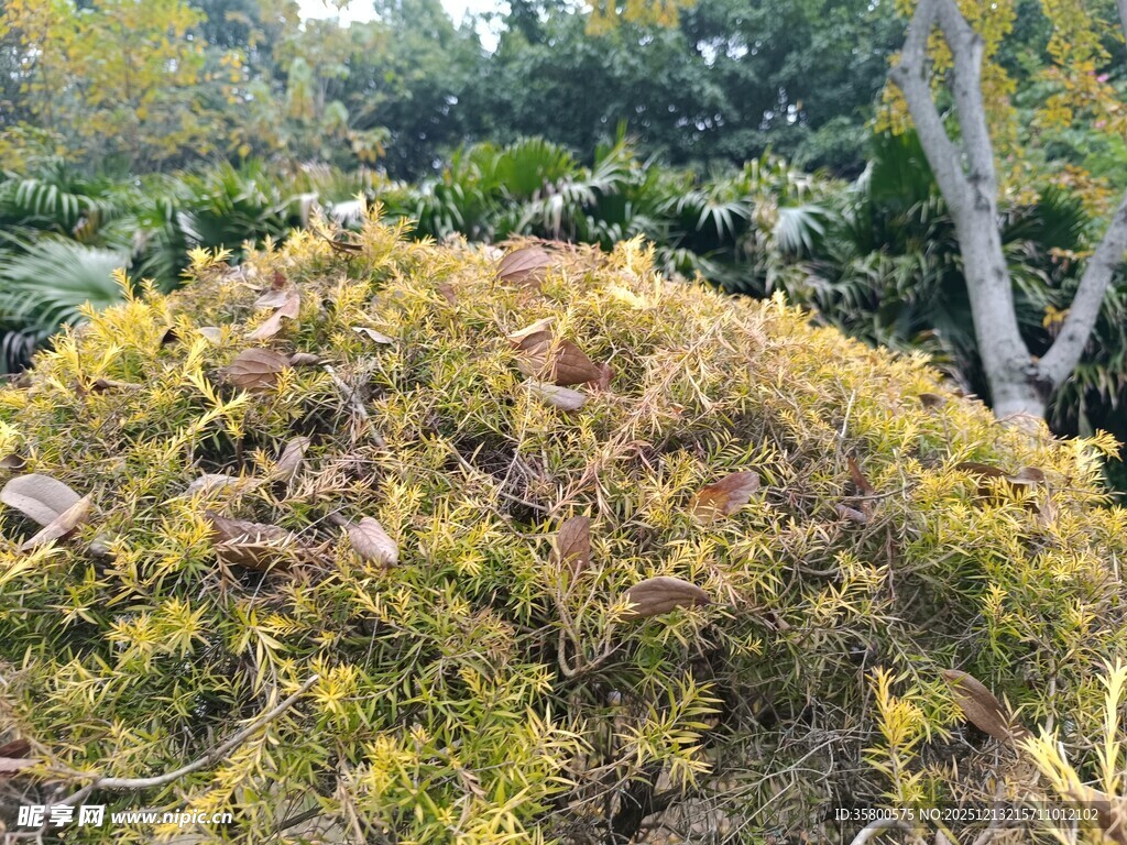 秋日斑斓灌木丛