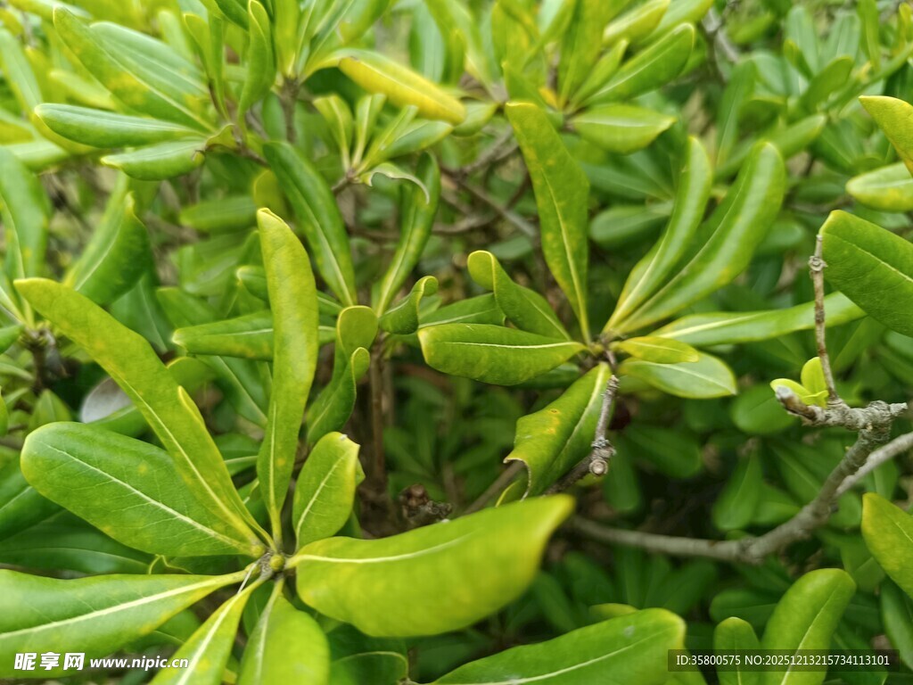 翠绿海桐枝叶特写