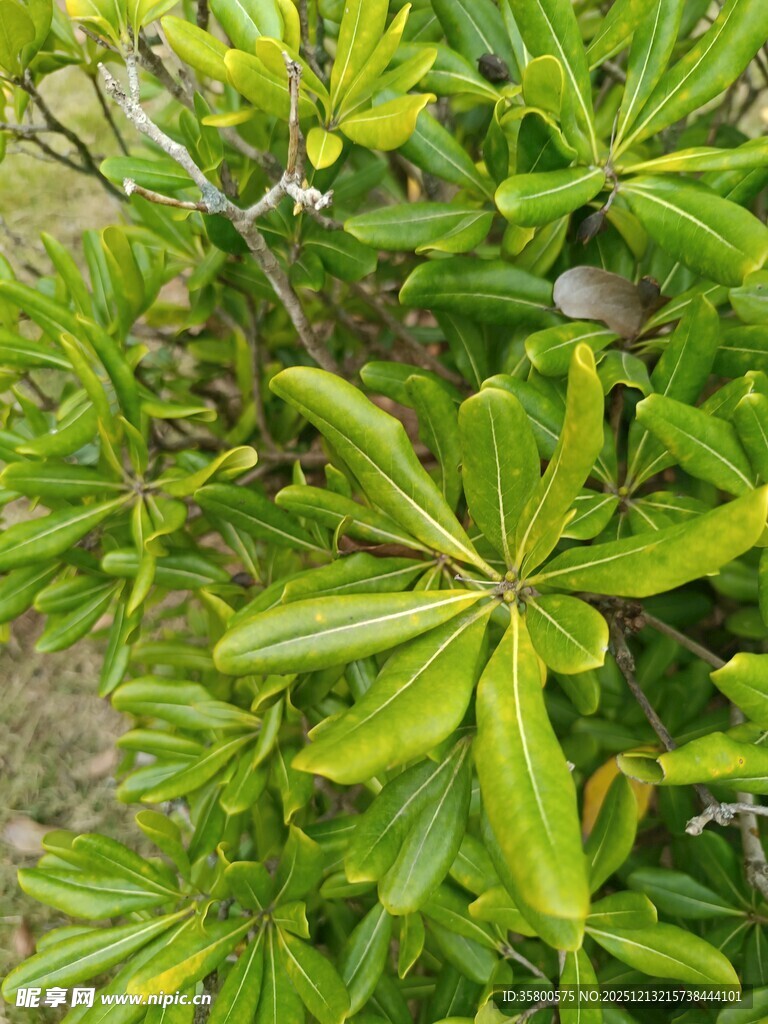 绿叶繁茂的观赏植物