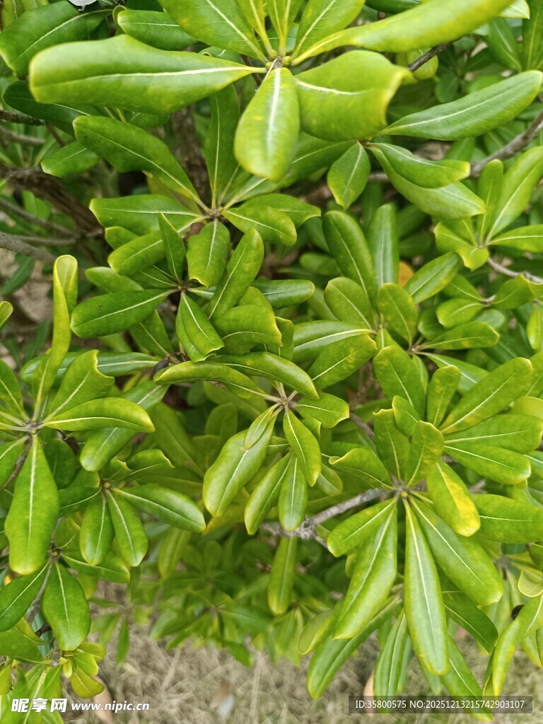 翠绿繁茂的绿叶植物