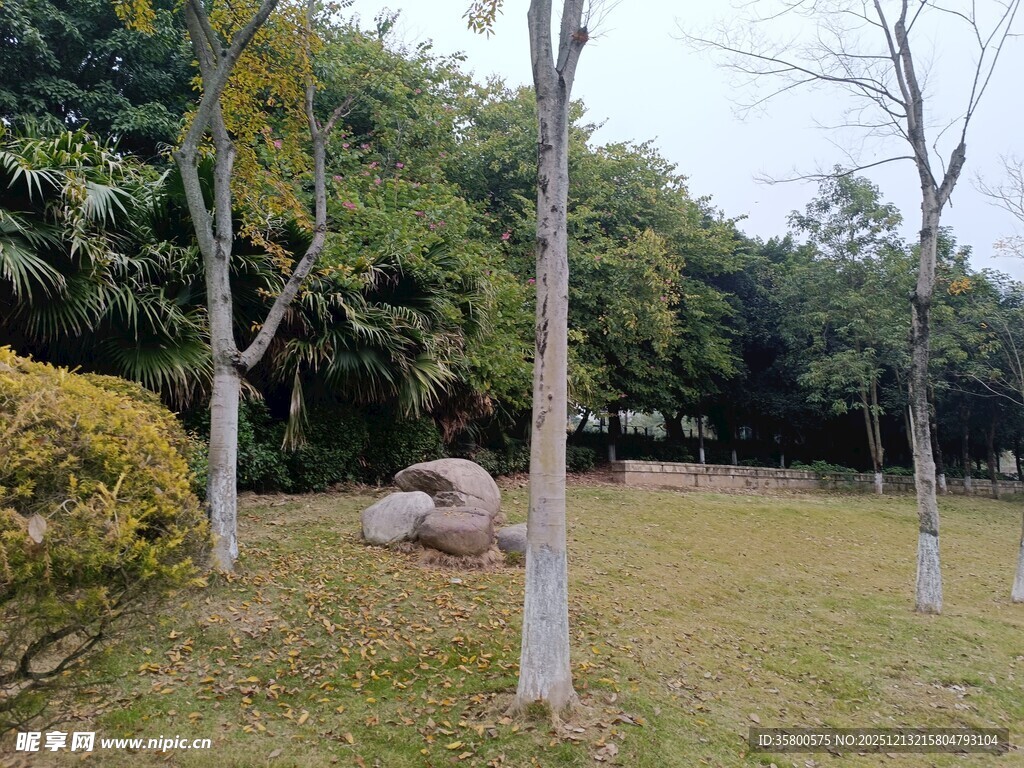 公园草地树木景观