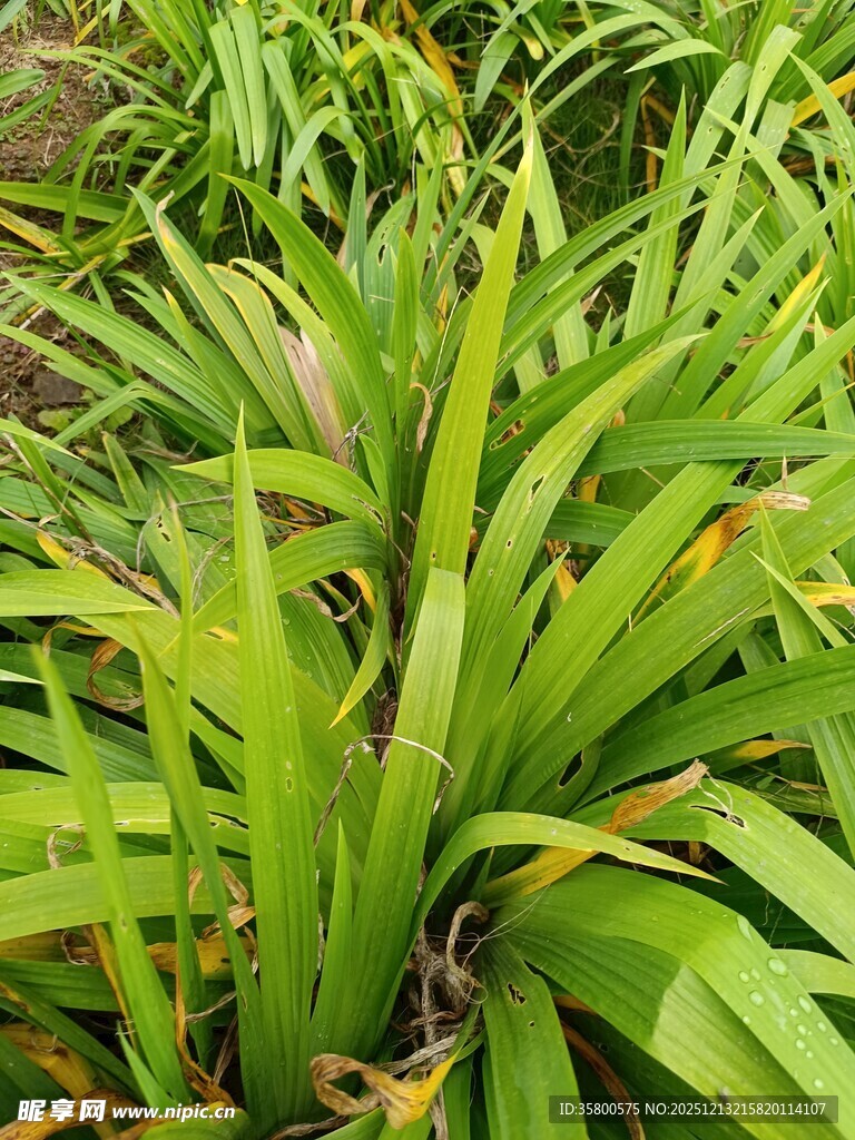 翠绿繁茂的热带植物景观