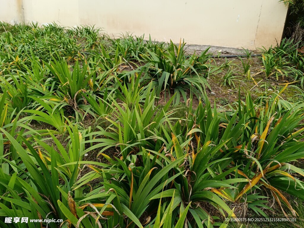 翠绿葱茏的地面绿植景观
