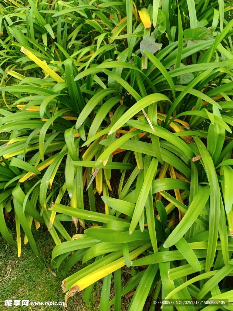 翠绿葱茏的阔叶植物