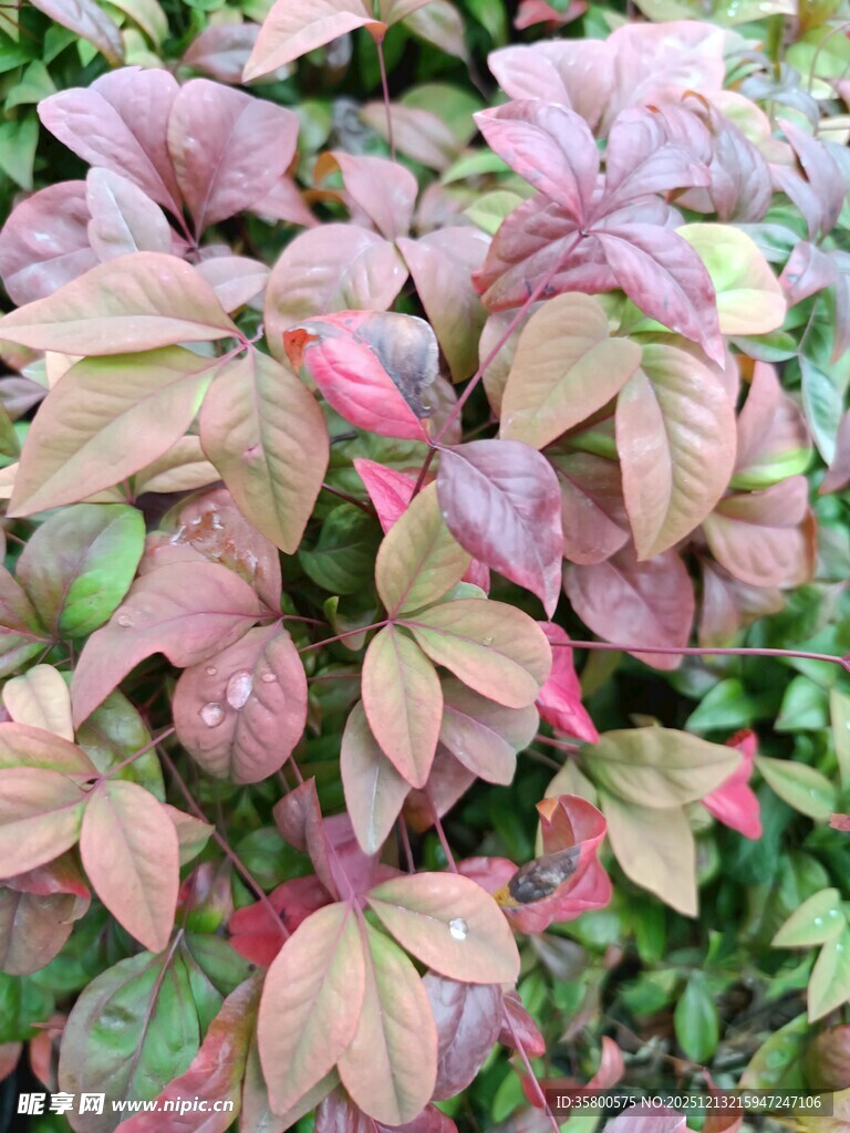 多彩斑斓的观叶植物