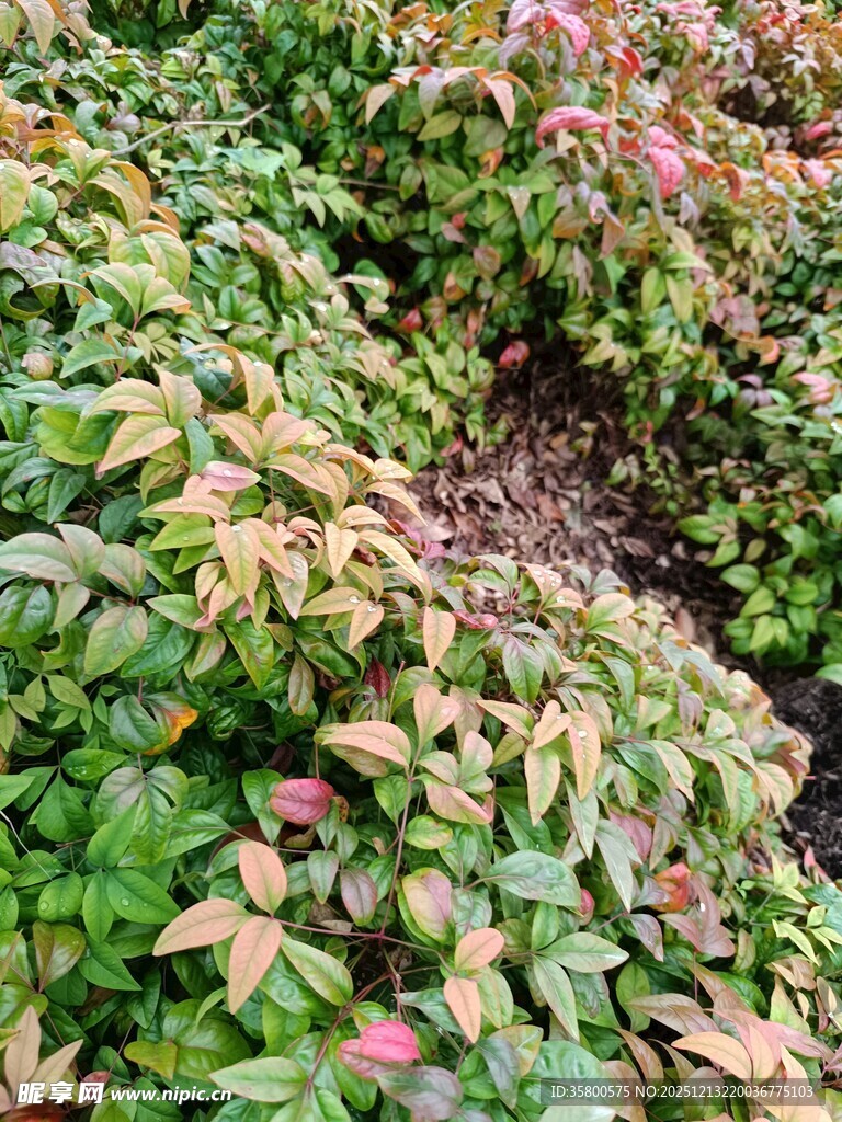 多彩斑斓的植物景观