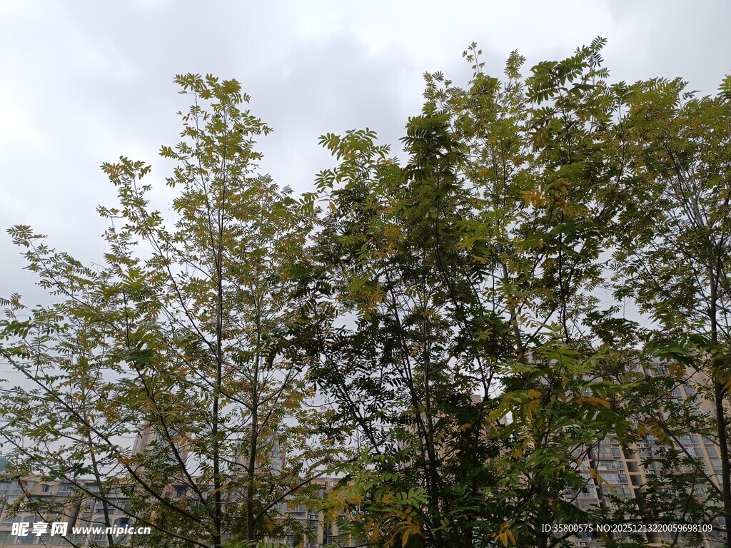 绿叶繁茂的树木景观