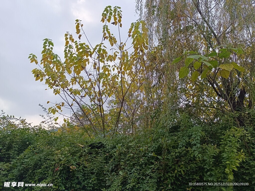 秋日繁茂植物景观