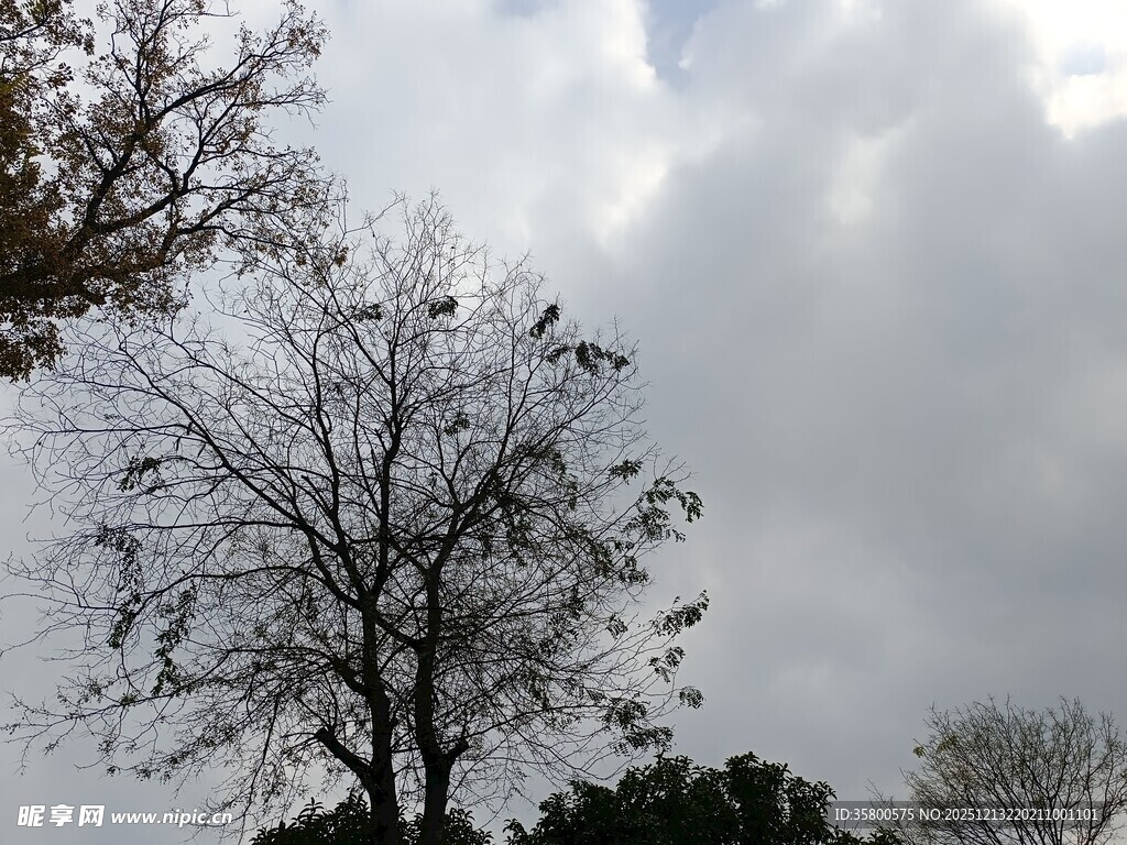 阴天里的光秃树木