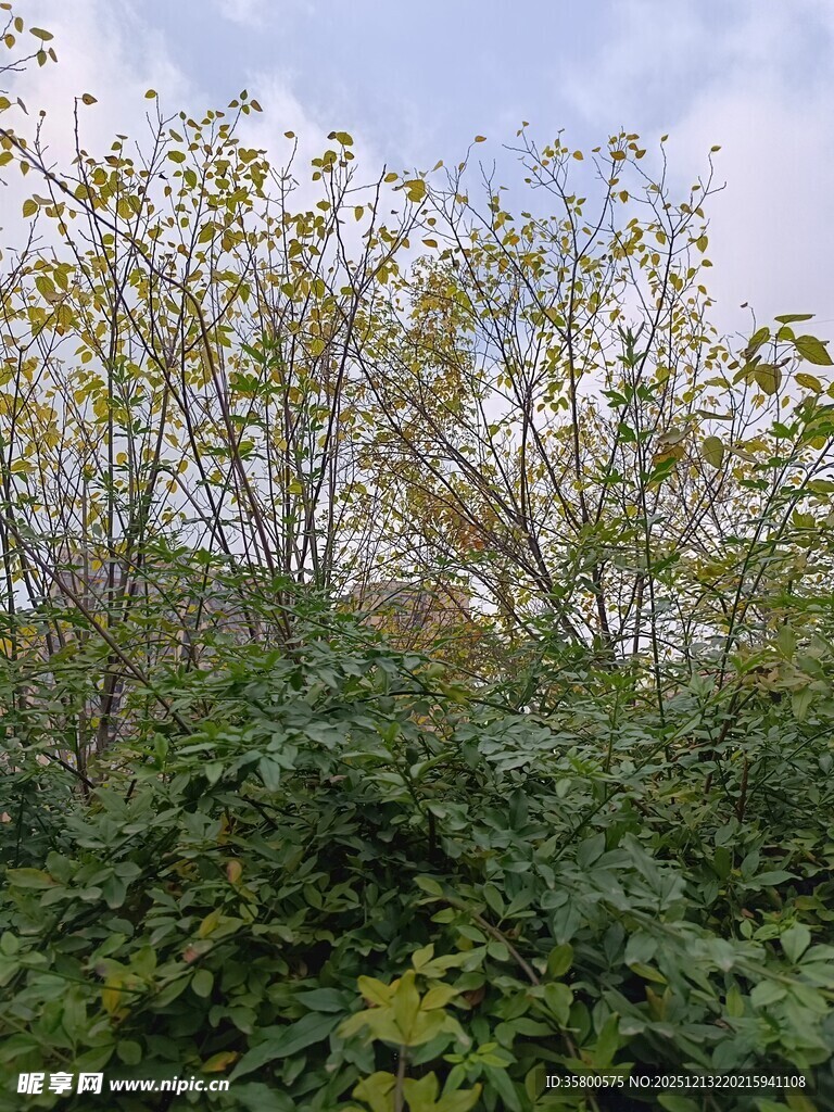 秋日繁茂绿植景观