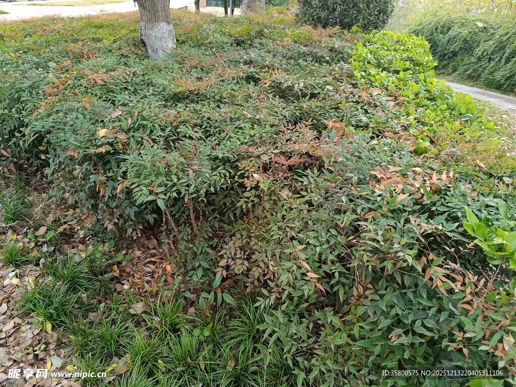 户外绿植景观一角