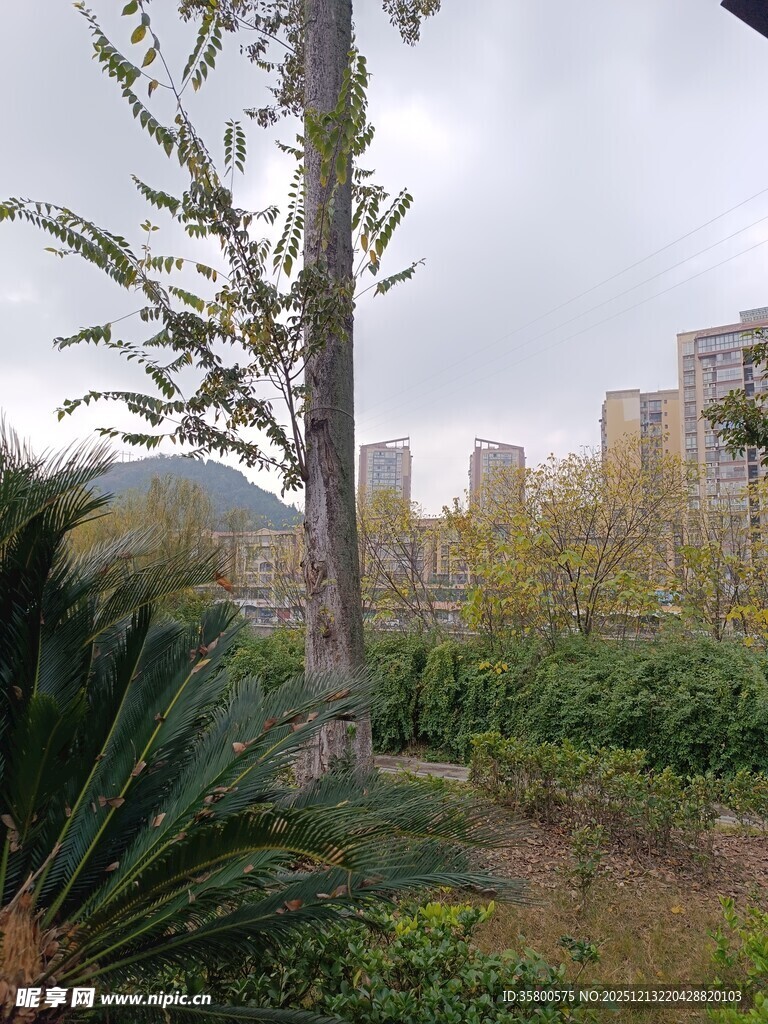 城市中的自然绿植景观