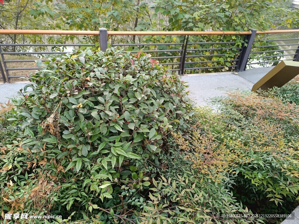 户外繁茂绿植景观