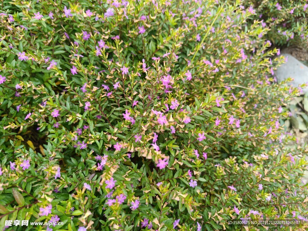 繁茂花丛中的多彩小花