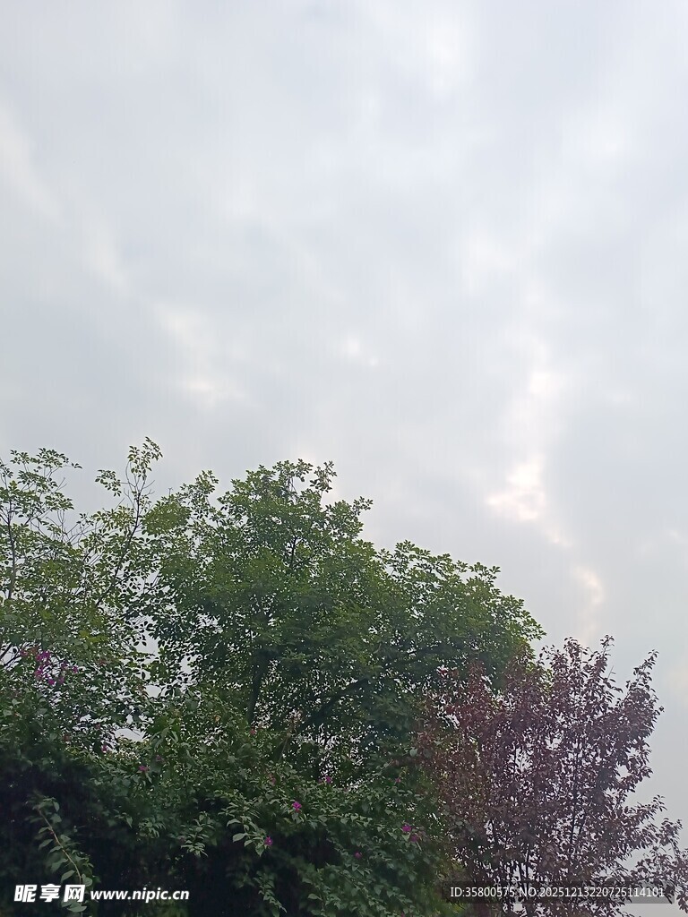 树梢上的多云天空