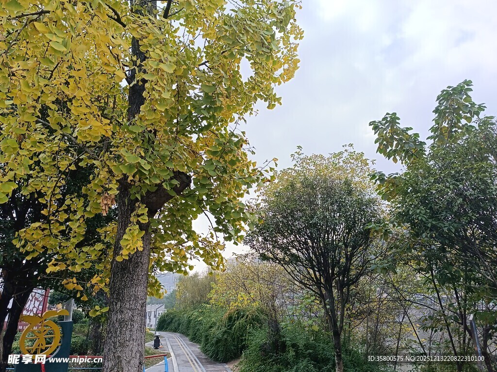 秋日林间小道的静谧景致