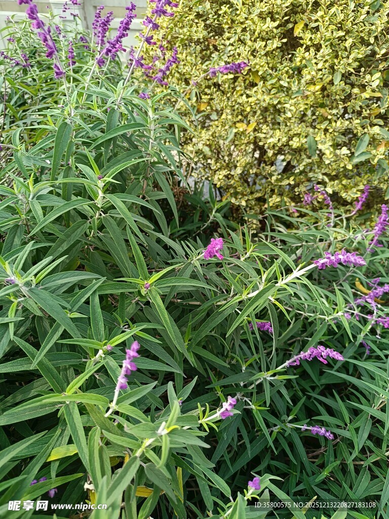 紫色花卉与绿植景观