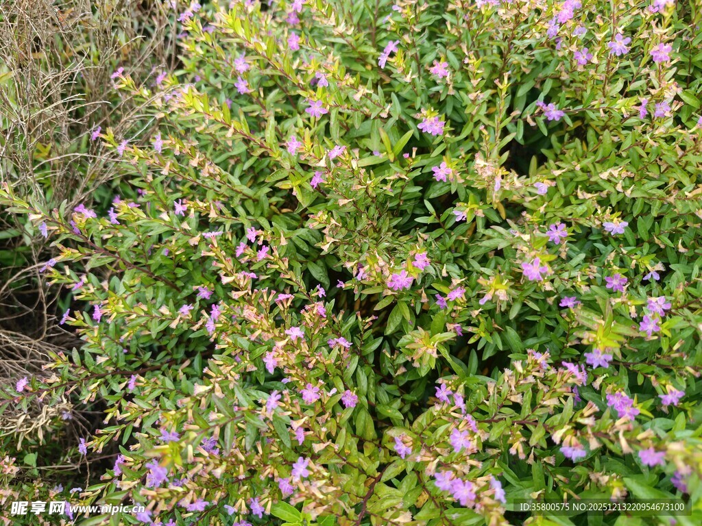 繁茂花丛中的紫色小花