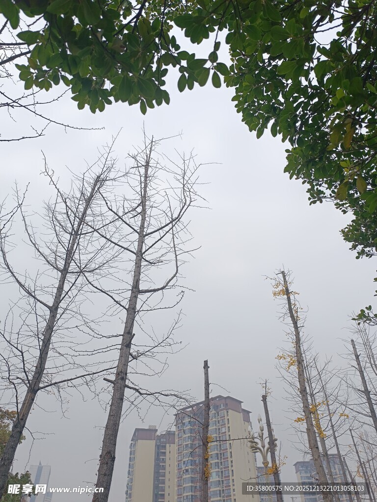 雾中枯树与远处建筑群