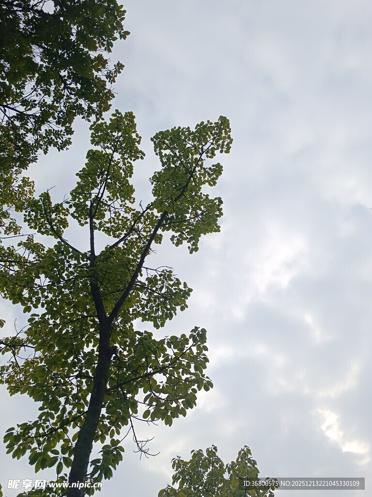 仰视繁茂绿树与天空