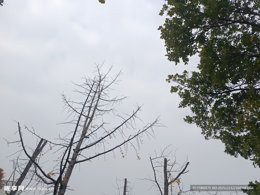 枯树与绿树对比景象