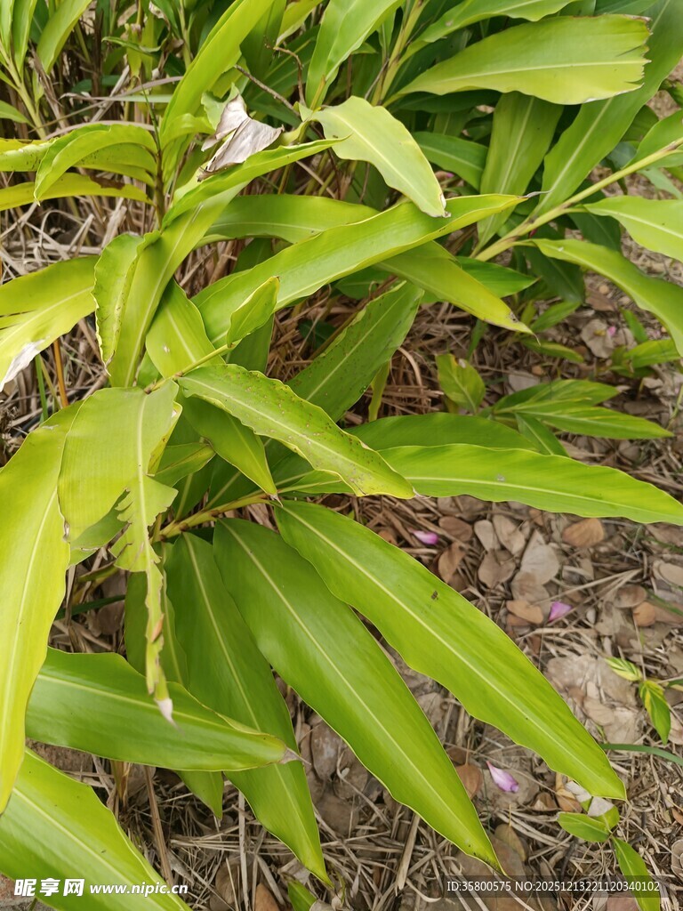 翠绿叶片的植物特写