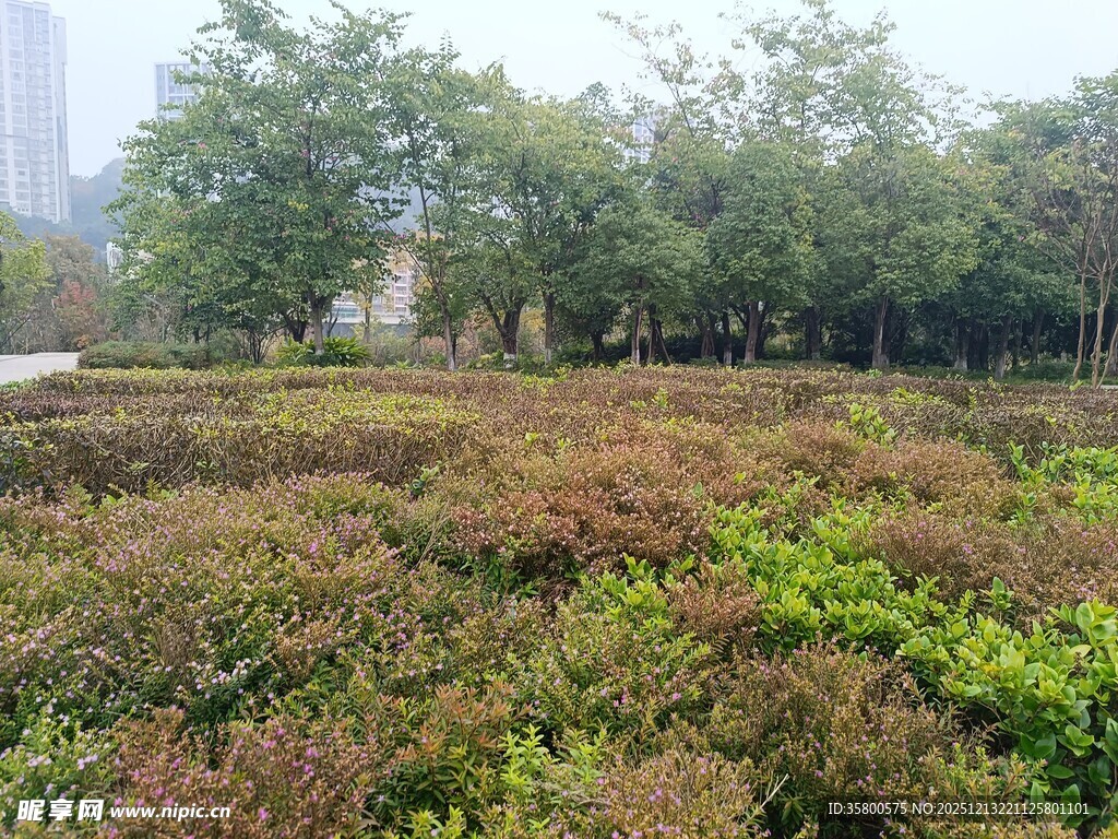 户外多彩灌木丛景观