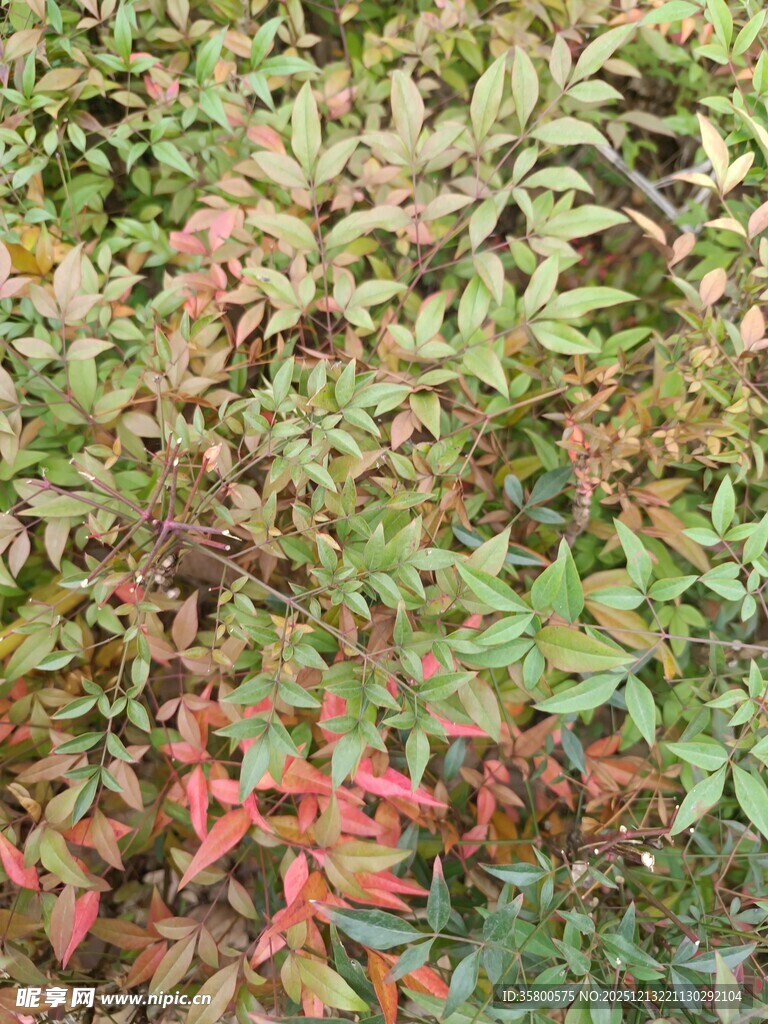 多彩斑斓的植物叶片