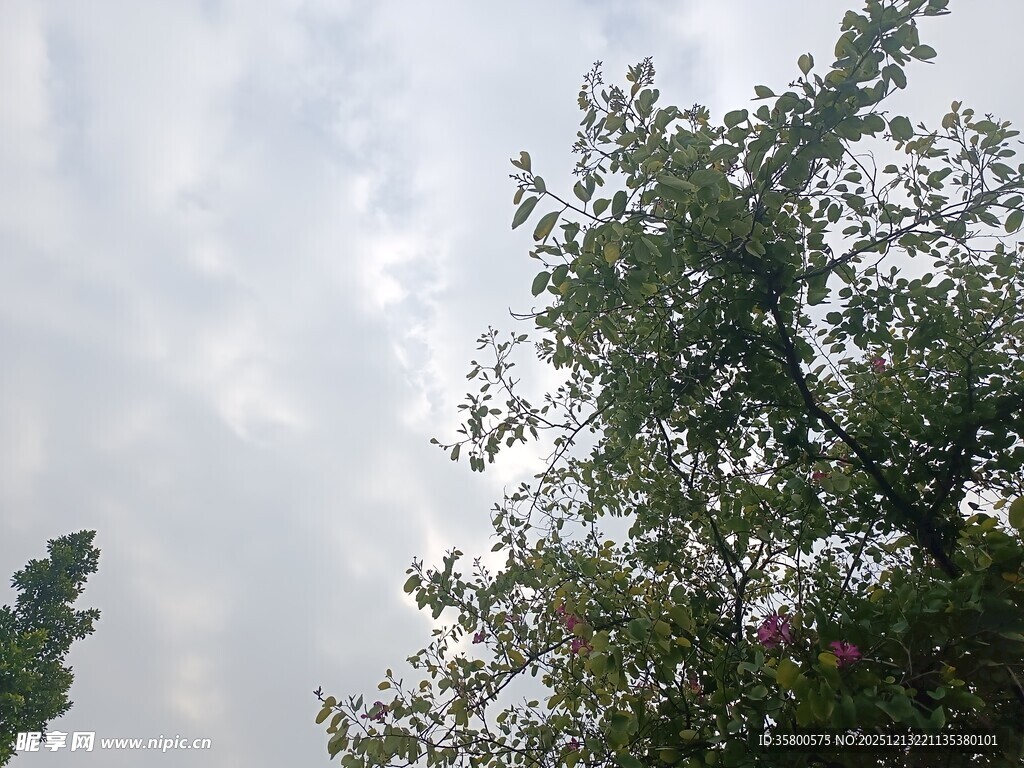 仰视天空中的绿树