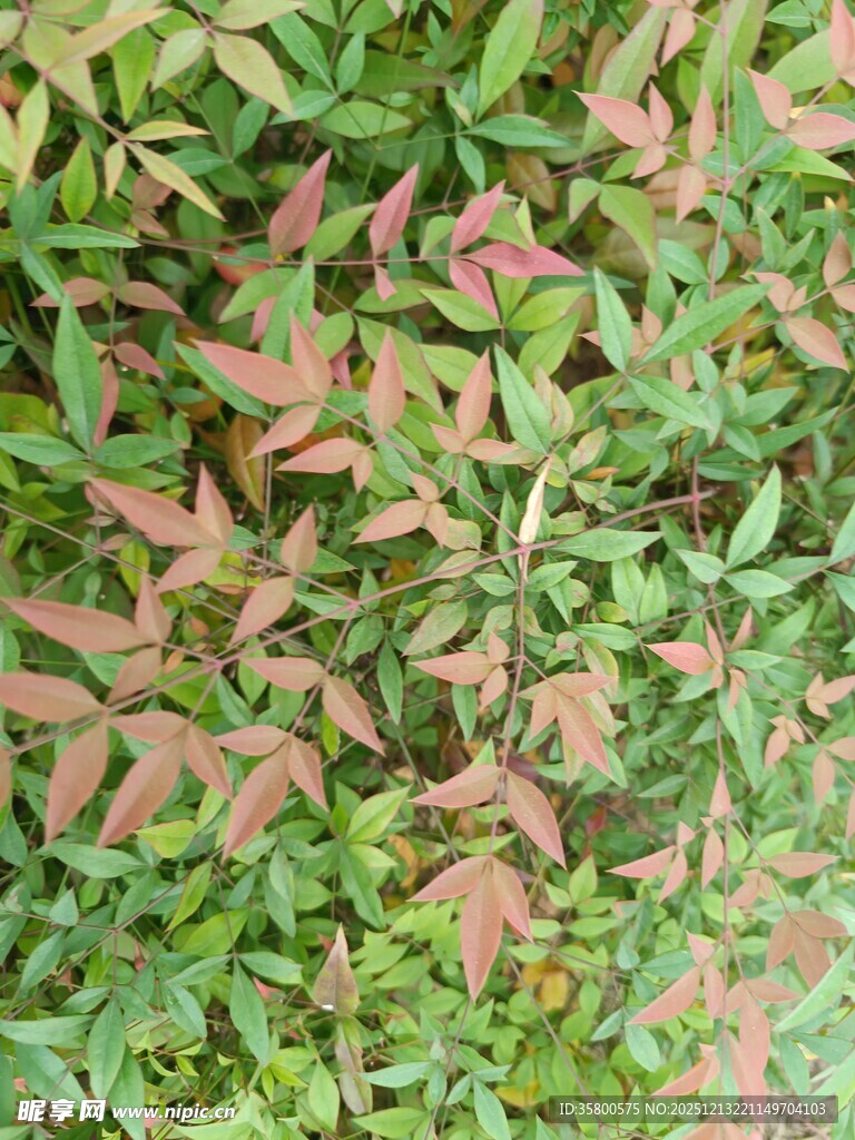 多彩斑斓的植物叶片景观