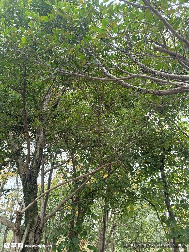 繁茂树林中的葱郁树枝