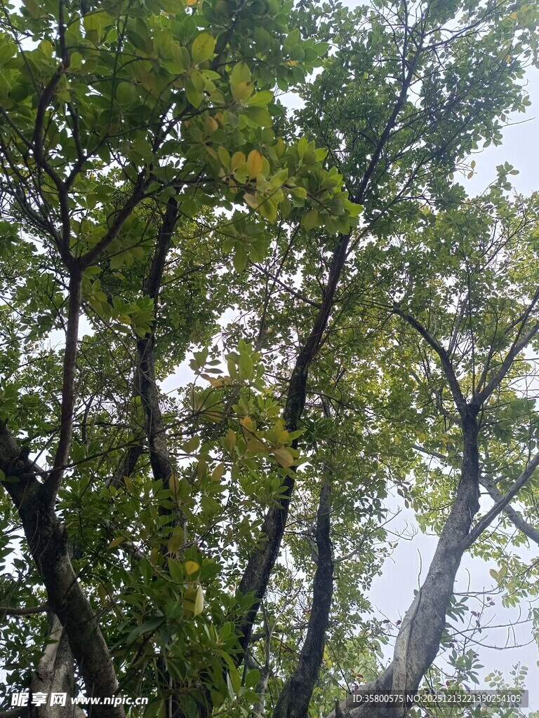 雨中葱郁树木景观