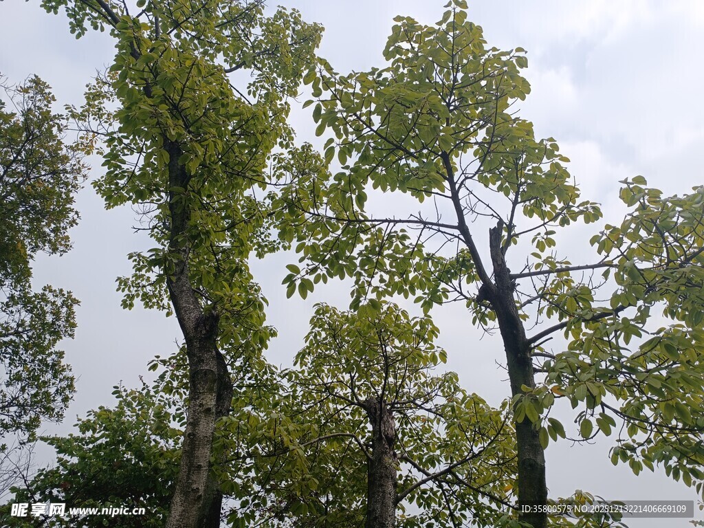 挺拔绿树映蓝天