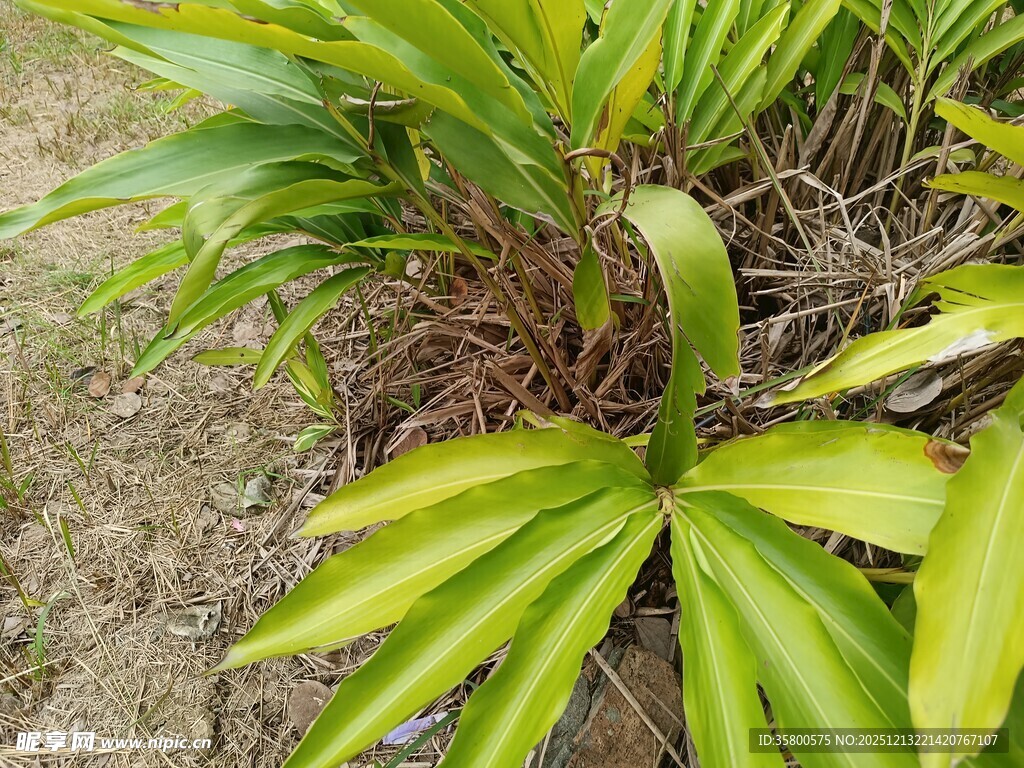 翠绿舒展的热带植物叶片