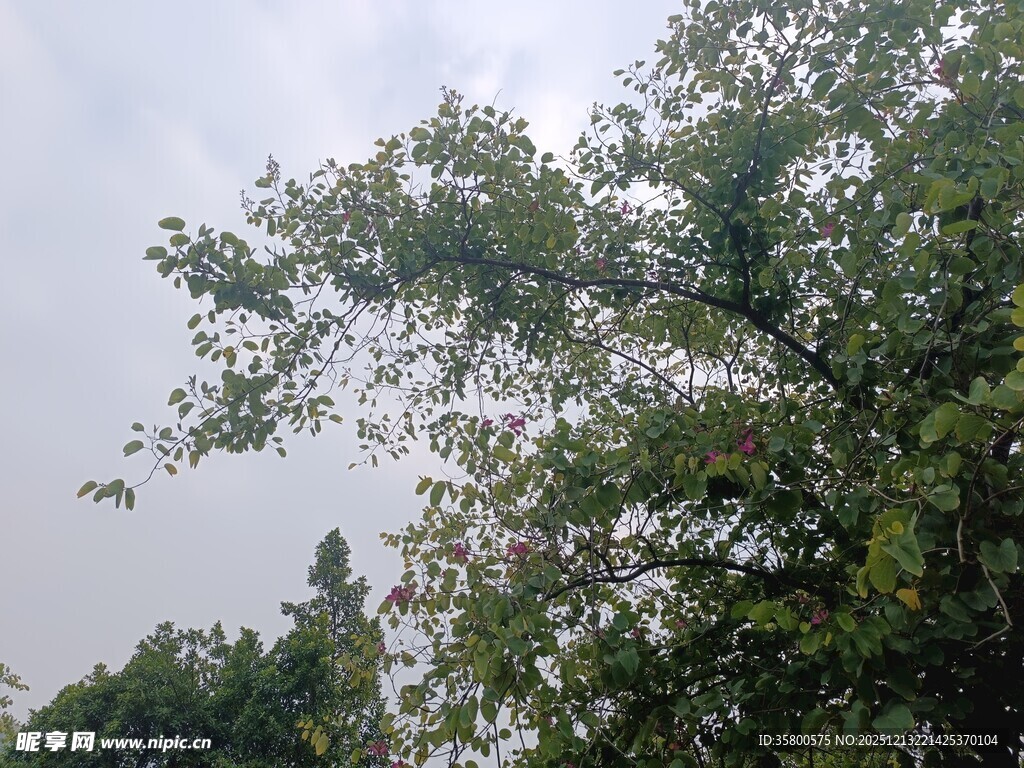 枝叶繁茂的绿树