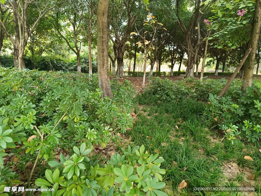 茂密森林中的繁茂绿植