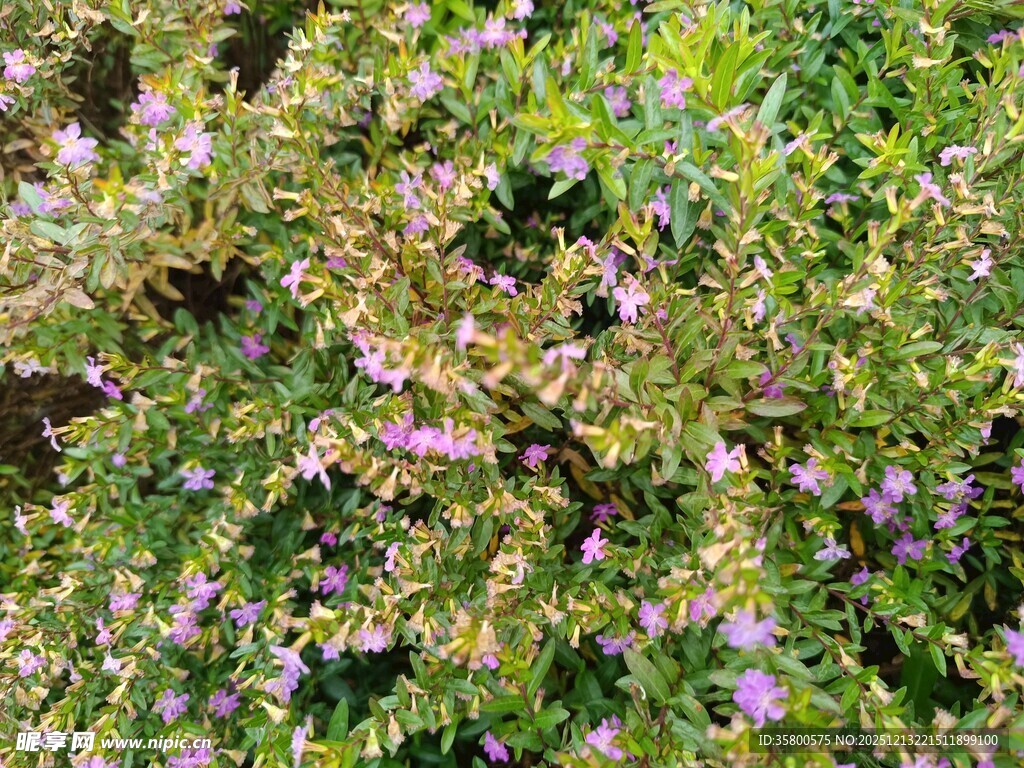 繁茂的淡紫色小花植物