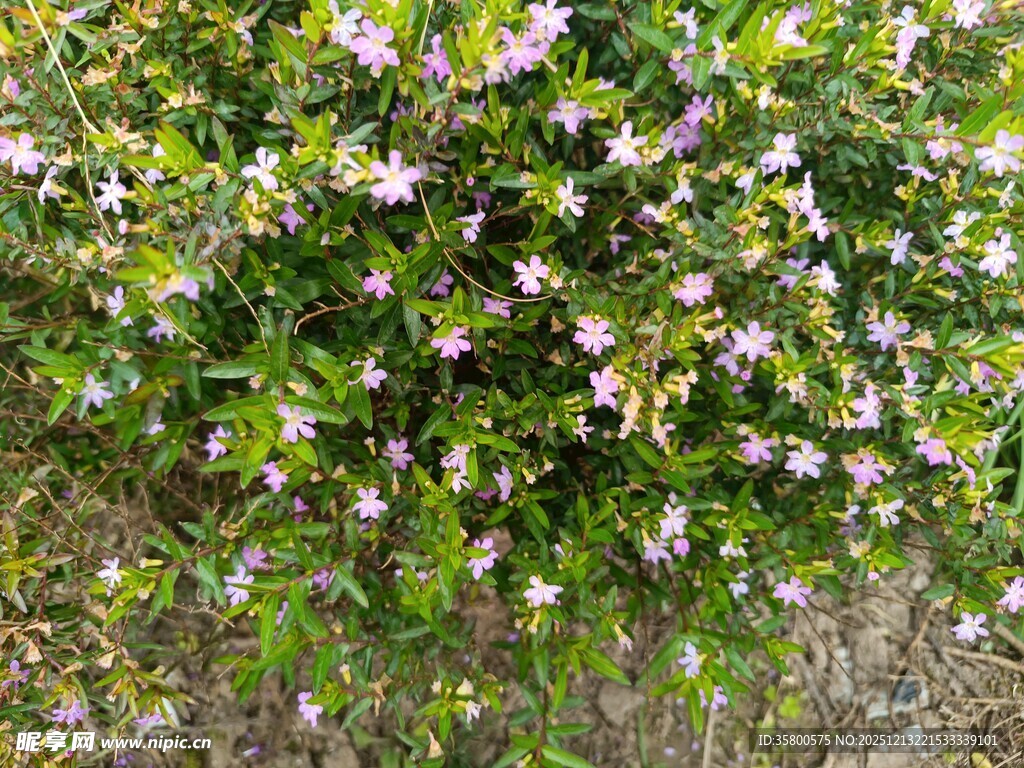 繁茂花丛绽放粉色小花
