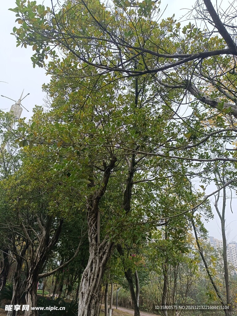 绿意盎然的树林景观