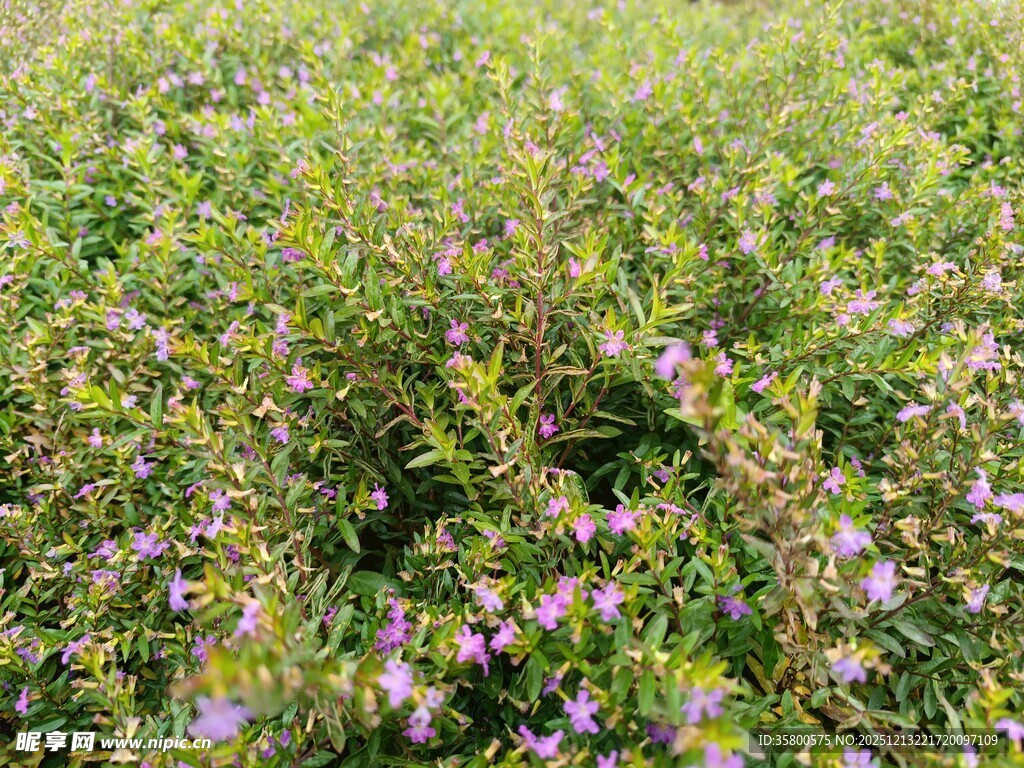 野地中的紫色小花绽放