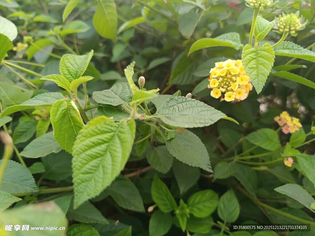 绿叶丛中的黄色小花