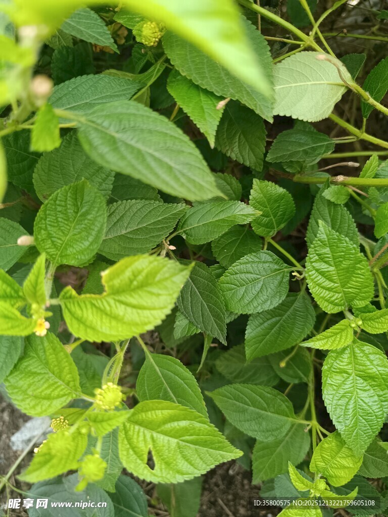 翠绿繁茂的绿色植物叶片