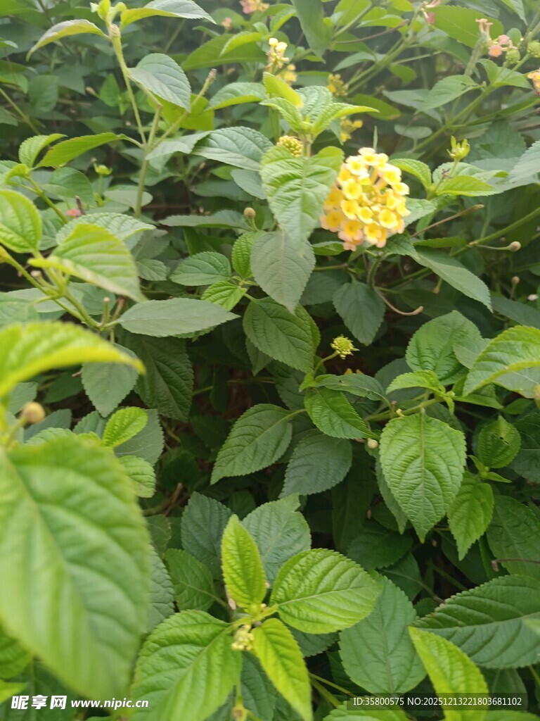 绿叶丛中的黄色小花