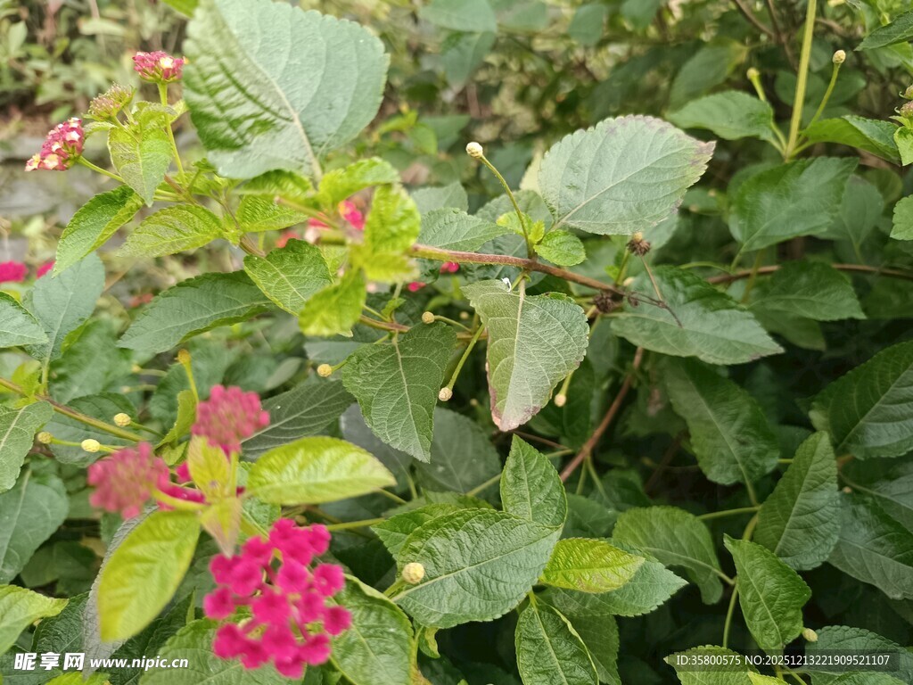 绿叶丛中绽放的艳丽花朵