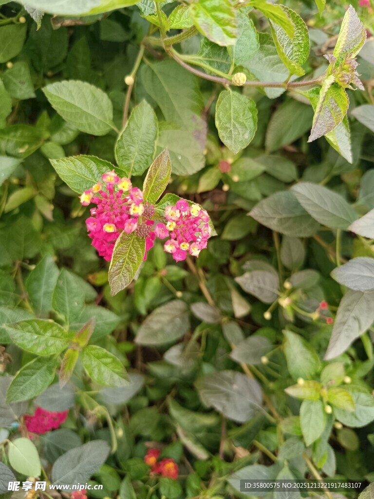 绿叶丛中的娇艳红果