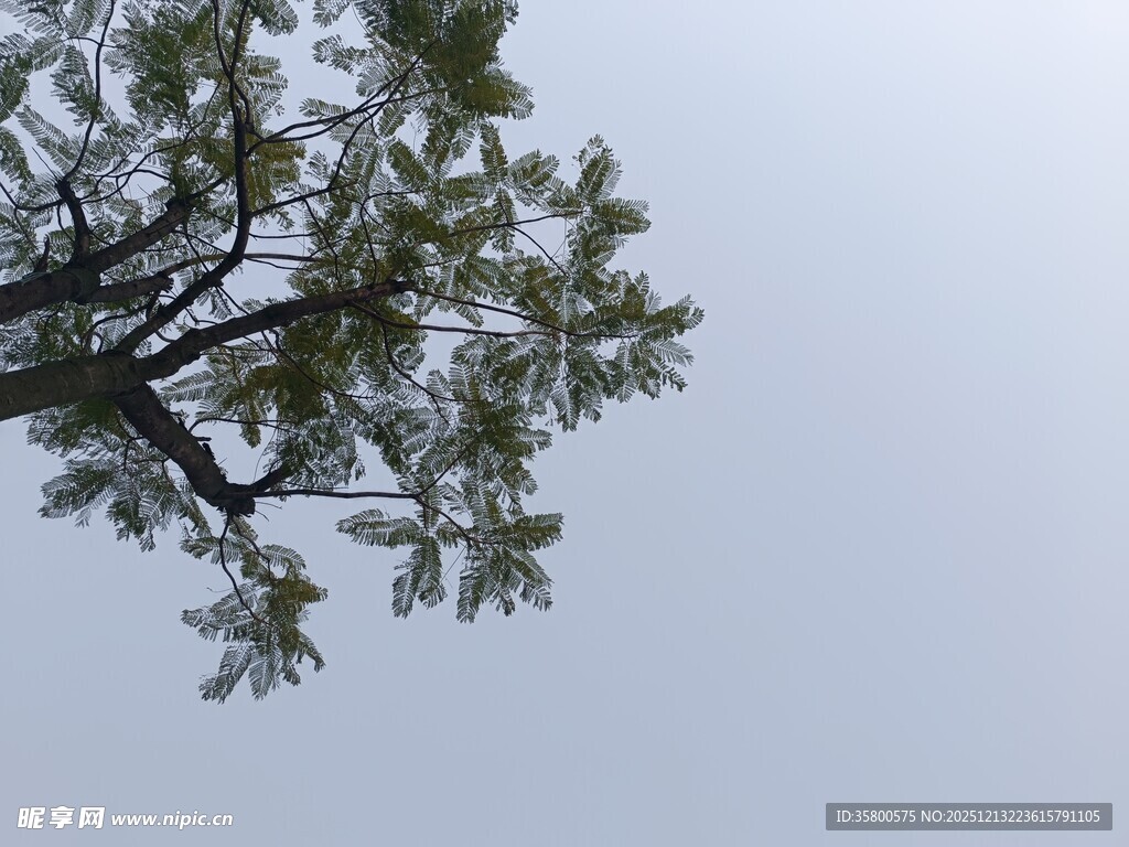 仰视枝叶繁茂的树木