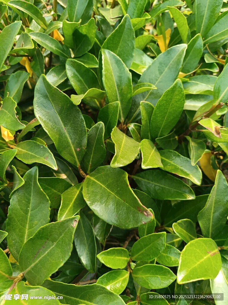 翠绿繁茂的叶片植物