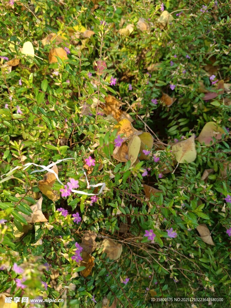 秋日草地间的紫色小花