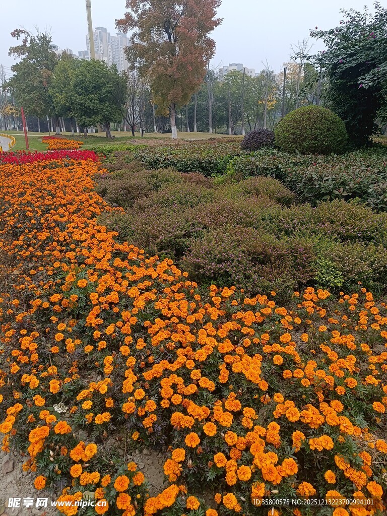 秋日绚烂花海景观